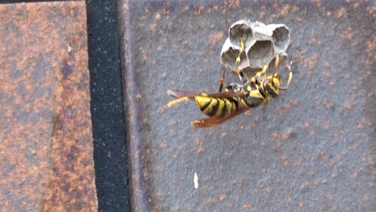 小野町でキアシナガバチ駆除の現場