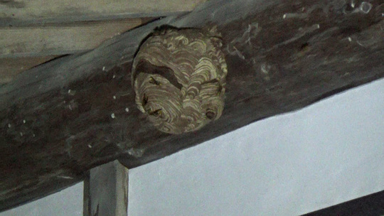 軒下のキイロスズメバチの引っ越し巣