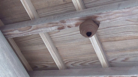 福島市でスズメバチの駆除