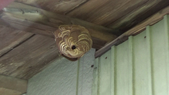 磐梯町でスズメバチ駆除の現場