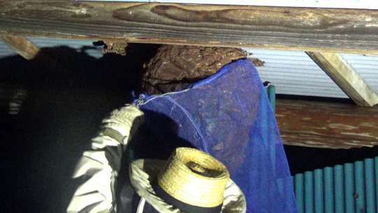 キイロスズメバチの巣の撤去作業（石川町）