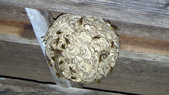 軒下のキイロスズメバチの巣