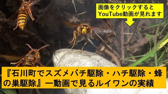 石川町でのハチ駆除の実績動画