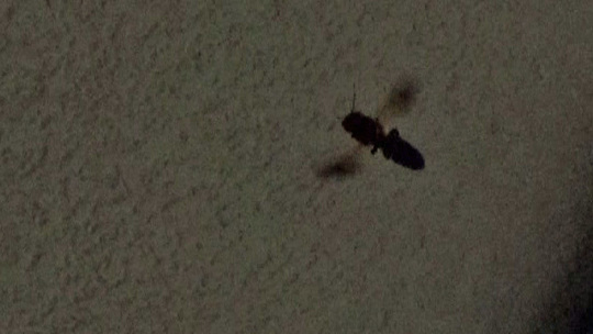 ハチ駆除-須賀川市で隙間を出入りするオオハキリバチ