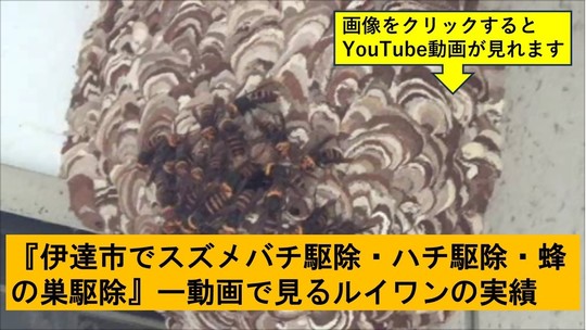伊達市でのハチ駆除の実績動画