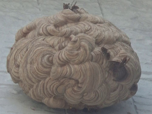 駆除したキイロスズメバチの巣（福島市）