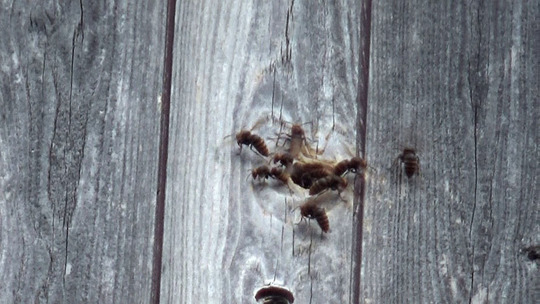 節穴から出入りするモンスズメバチ