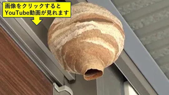 福島市でドアの真上にコガタスズメバチの巣