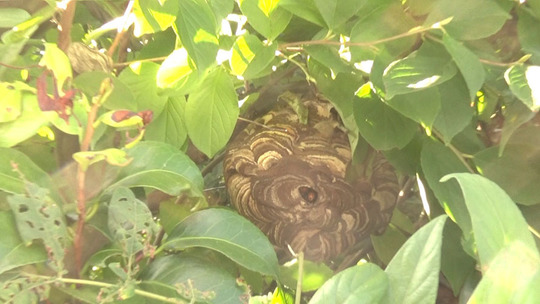 ツバキに作ったスズメバチの巣（本宮市）