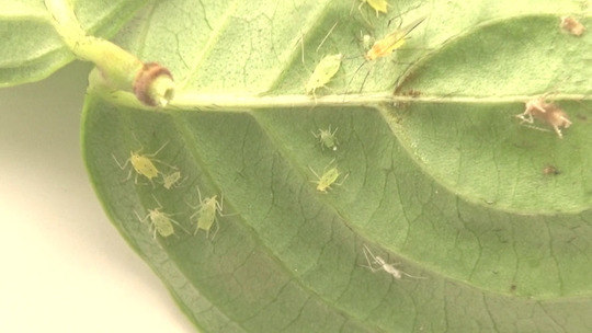 ヤマボウシの葉に寄生して甘露を排泄していたアブラムシ