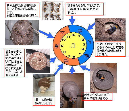 コガタスズメバチの生活史 福島県 ハチ駆除のルイワン コガタスズメバチの生活史 福島県 ハチ駆除のルイワン