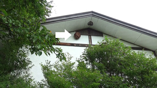 田村市で軒下のキイロスズメバチの巣駆除の現場