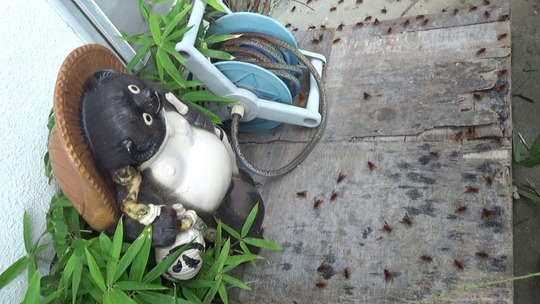 スズメバチが通気口付近で警戒態勢