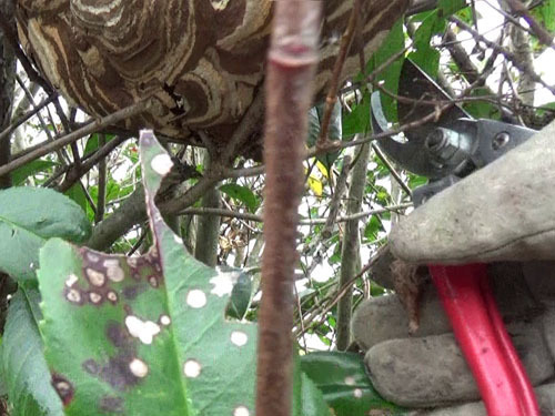 コガタスズメバチの巣の撤去作業（中島村）