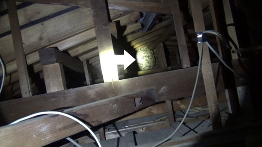 屋根裏に作ったキイロスズメバチの巣