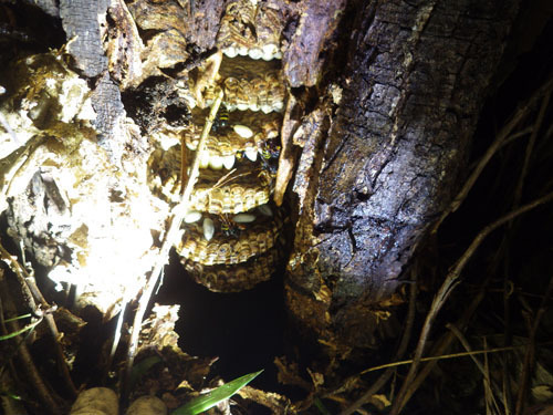 スズメバチの巣は樹洞に
