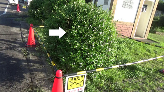 スズメバチの巣がある生垣