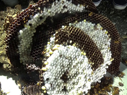 解体したキイロスズメバチの巣（郡山市）