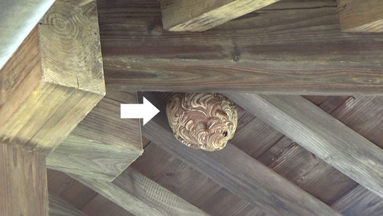 古殿町でスズメバチ駆除の現場