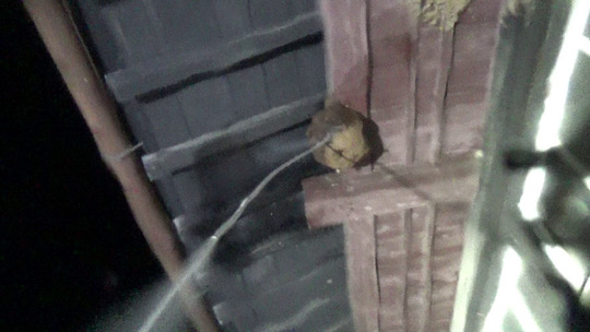 キイロスズメバチの駆除作業（田村市）