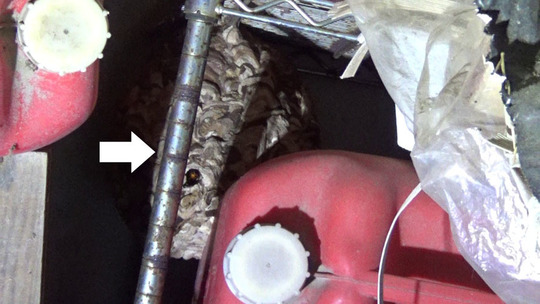 棚に作ったコガタスズメバチの巣