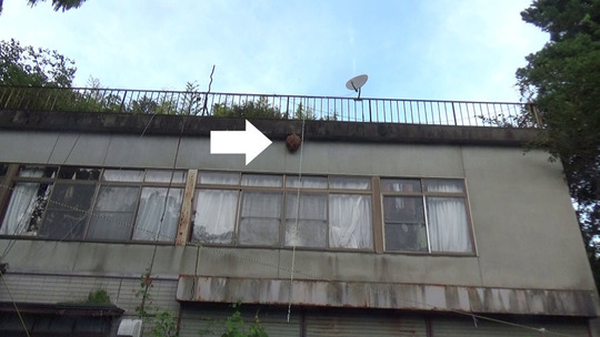 田村市でスズメバチ駆除
