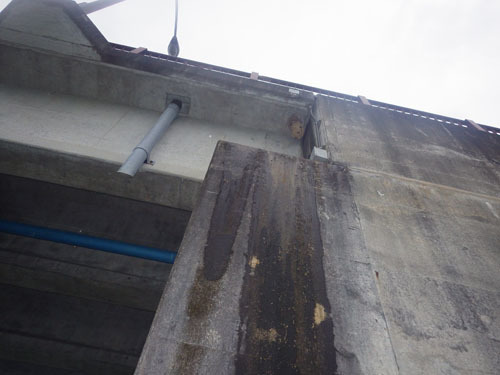 橋の下にスズメバチの巣（三春町）