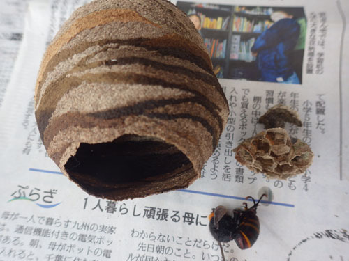 駆除したテラス天井のコガタスズメバチの巣（鏡石町）