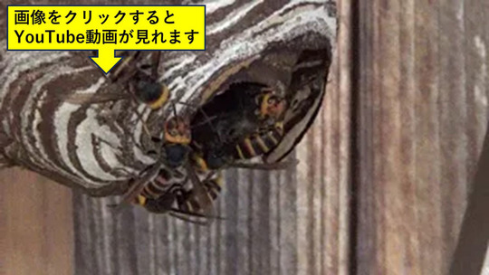 お稲荷様からコガタスズメバチの巣