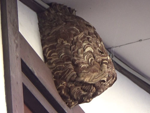 一冬越したコガタスズメバチの巣（福島市）