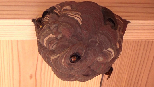 地蔵堂の天井に作ったコガタスズメバチの巣