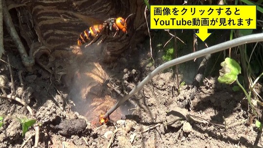 須賀川市でオオスズメバチ駆除