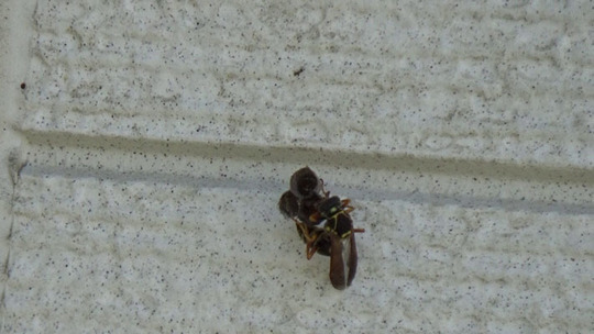 須賀川市で蜂の巣駆除-壁に作ったアシナガバチの巣が近接して3個も