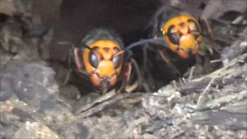 福島市で駆除したオオスズメバチの巣