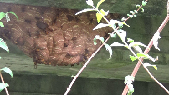 橋の下に作ったキイロスズメバチの巣