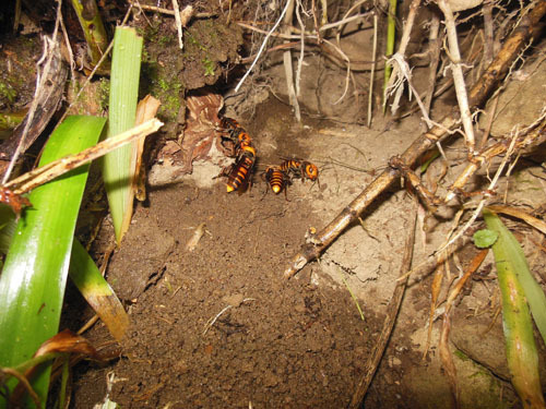 オオスズメバチが巣を作る場所｜ハチ駆除のルイワン