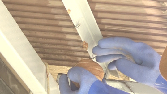 女王蜂を捕虫後、巣を撤去する