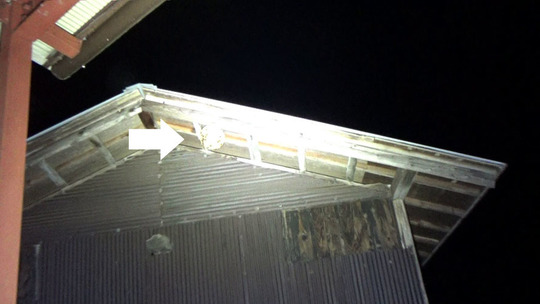 物置の軒下に作ったスズメバチの巣駆除の現場