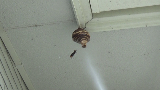 コガタスズメバチの初期巣を駆除中（白河市）