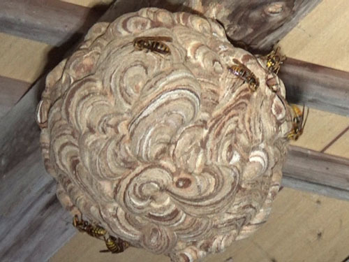 キイロスズメバチの引っ越し巣（大玉村）