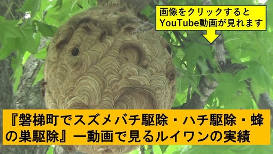 磐梯町でのハチ駆除の実績動画