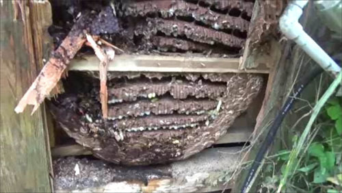 田村市で壁に作ったスズメバチの巨大なスズメバチの巣