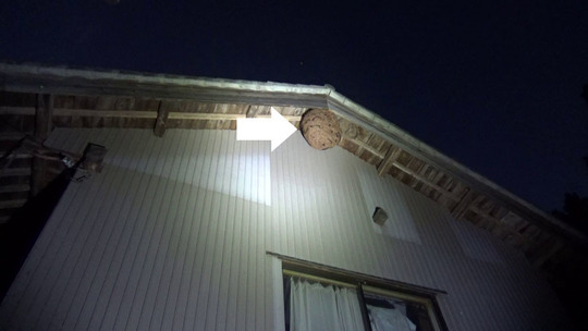 納屋の軒下のスズメバチの巣駆除の現場