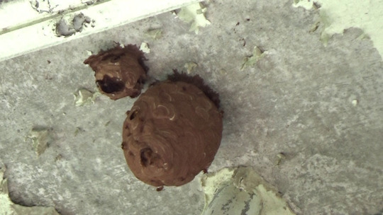 石川高校の校舎の軒下のキイロスズメバチの巣