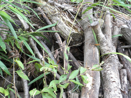オオスズメバチの巣は伐採木の下に