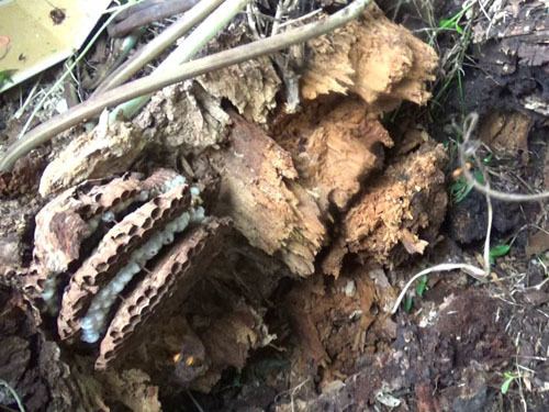 オオスズメバチの巣を撤去中（郡山市）