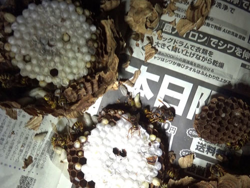 駆除したキイロスズメバチの巣（大玉村）